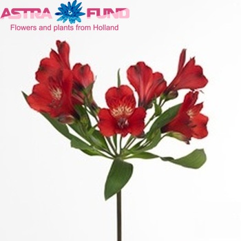 Alstroemeria 'Lovely' Foto