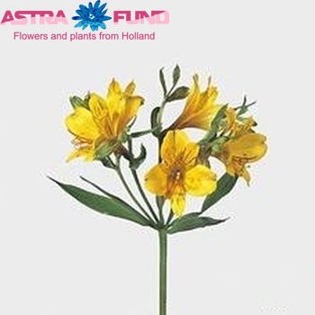 Alstroemeria 'Yellow King' Foto