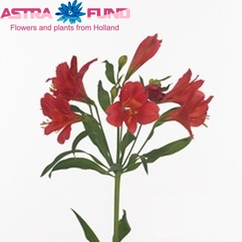 Alstroemeria Hot Flame Foto