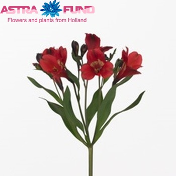Alstroemeria Simply Red Foto
