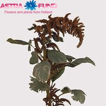 Amaranthus cruentus 'Гаряче печиво' фото