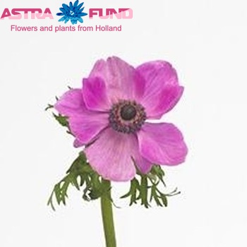 Anemone 'Mistral Plus Orchid' photo