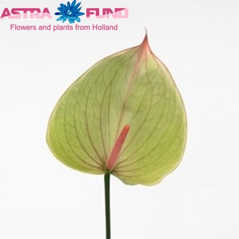 Anthurium  Belladonna Foto