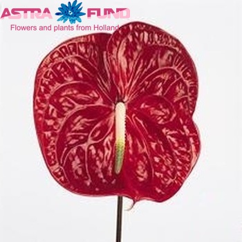 Anthurium  Calisto zdjęcie