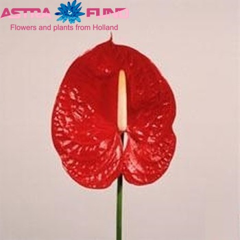 Anthurium  'Cancan' Foto