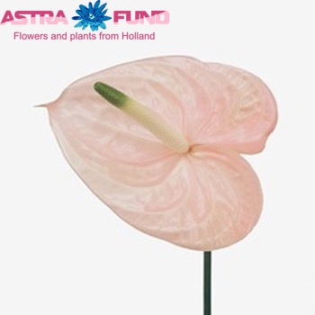 Anthurium  Cheers photo