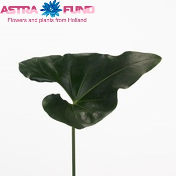 Anthurium Andreanum Grp Arrow (blad) фото
