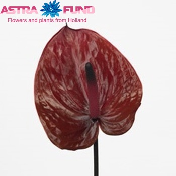 Anthurium Andreanum Grp Chocolate Beauty Foto