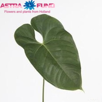 Anthurium Andreanum Grp 'Fantasia' (blad) zdjęcie