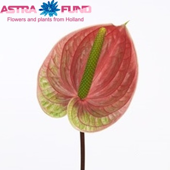 Anthurium Andreanum Grp 'Fantasia' (classic) photo