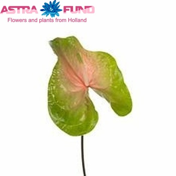 Anthurium Andreanum Grp 'Gabriella' (semaforo) Foto