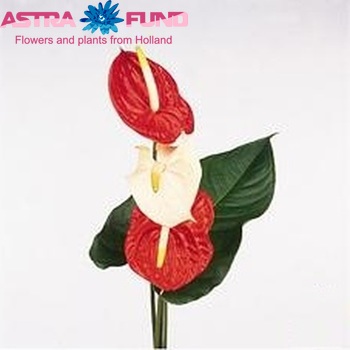 Anthurium Andreanum Grp gemengd buket фото