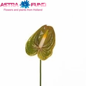 Anthurium Andreanum Grp 'Gomera' Foto