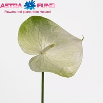 Anthurium Andreanum Grp 'Grace' Foto