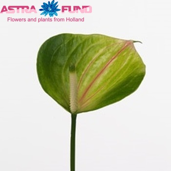 Anthurium Andreanum Grp Green Love Improved zdjęcie