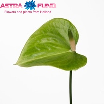 Anthurium Andreanum Grp Green Winner Foto