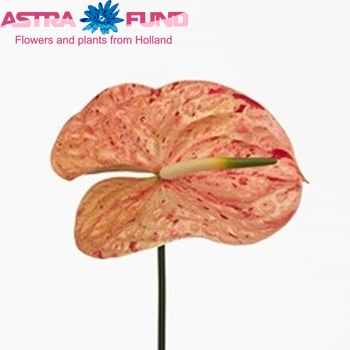 Anthurium Andreanum Grp 'Hawaii' фото