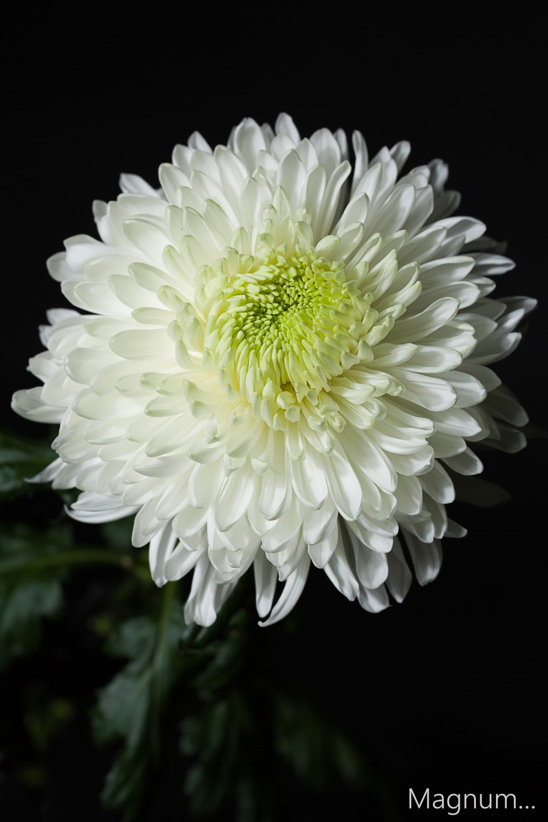 Chrysanthemum from holland 1496399944