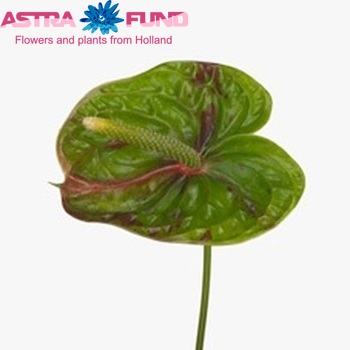 Anthurium Andreanum Grp 'Hawaii' (antique) foto