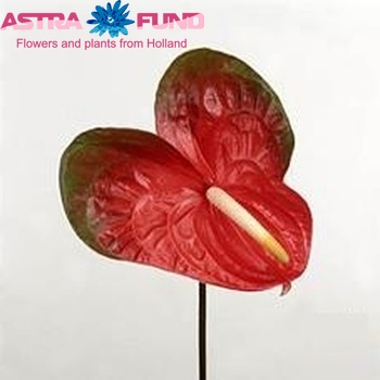 Anthurium Andreanum Grp Indiana foto