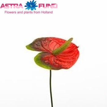 Anthurium Andreanum Grp Indiana (antique) Foto