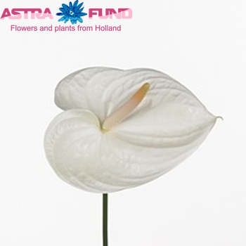 Anthurium Andreanum Grp 'Ivory' foto