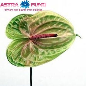 Anthurium Andreanum Grp 'Judith' photo