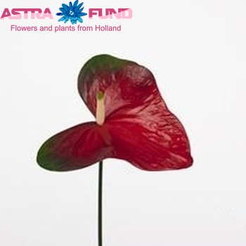 Anthurium Andreanum Grp Юпітер фото