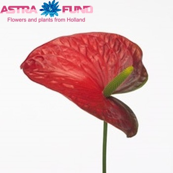 Anthurium Andreanum Grp Jupiter (antique) foto