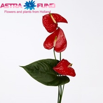 Anthurium Andreanum Grp Jupiter boeket Foto