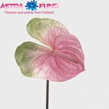 Anthurium Andreanum Grp 'Kiss' Foto