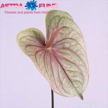 Anthurium Andreanum Grp Laguna (antique) photo