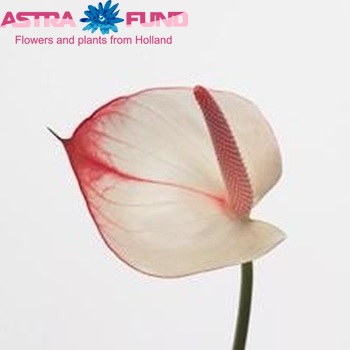 Anthurium Andreanum Grp L'Amour photo