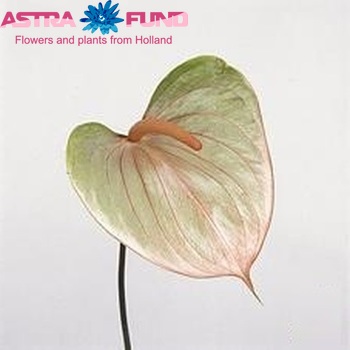 Anthurium Andreanum Grp 'Lanzarote' Foto