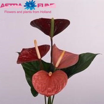 Anthurium Andreanum Grp Love Collectie foto