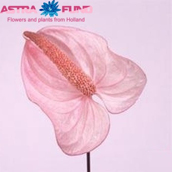 Anthurium Andreanum Grp Magic Pink zdjęcie