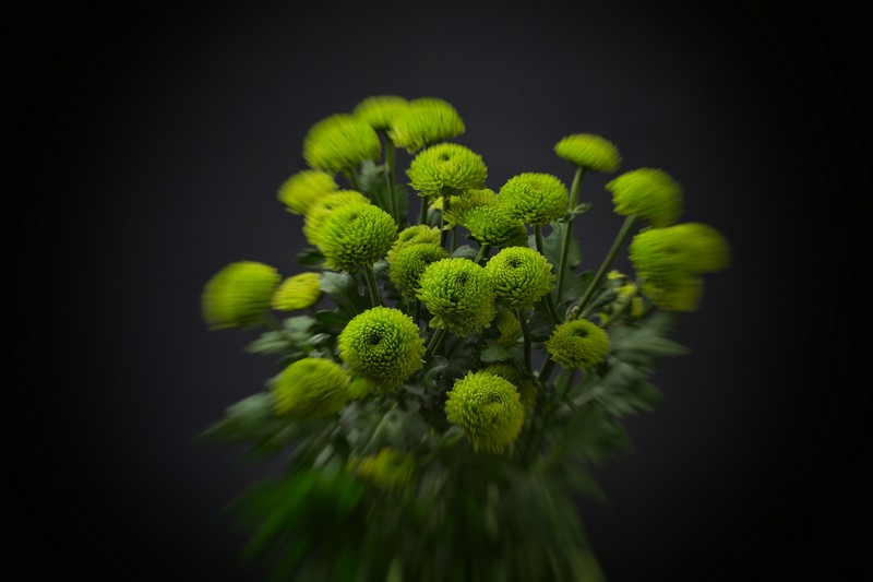 Chrysanthemum from holland 1496399944