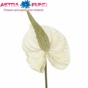 Anthurium Andreanum Grp 'Magic White' zdjęcie