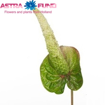 Anthurium Andreanum Grp 'Magic White' (antique) foto