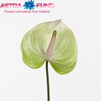 Anthurium Andreanum Grp Manaka zdjęcie