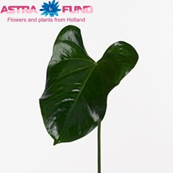 Anthurium Andreanum Grp Manaka (blad) photo