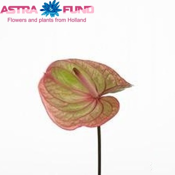 Anthurium Andreanum Grp Marijke foto