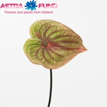 Anthurium Andreanum Grp Marijke (antique) Foto