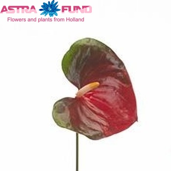 Anthurium Andreanum Grp Mars Improved zdjęcie