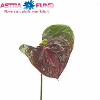 Anthurium Andreanum Grp Mars Improved (antique) zdjęcie