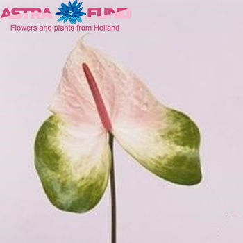 Anthurium Andreanum Grp Marshall zdjęcie