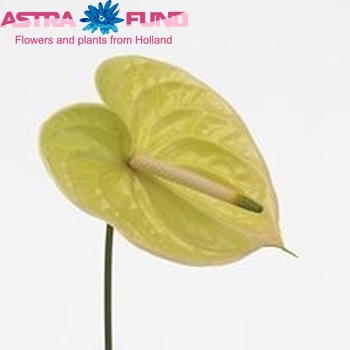 Anthurium Andreanum Grp Marysia zdjęcie