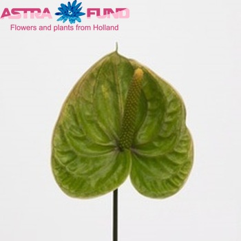 Anthurium Andreanum Grp Marysia (antique) photo