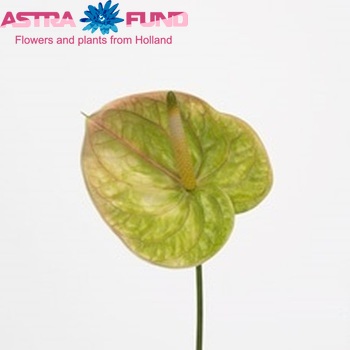 Anthurium Andreanum Grp Marysia (classic) foto