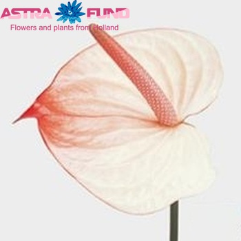 Anthurium Andreanum Grp Maxima zdjęcie